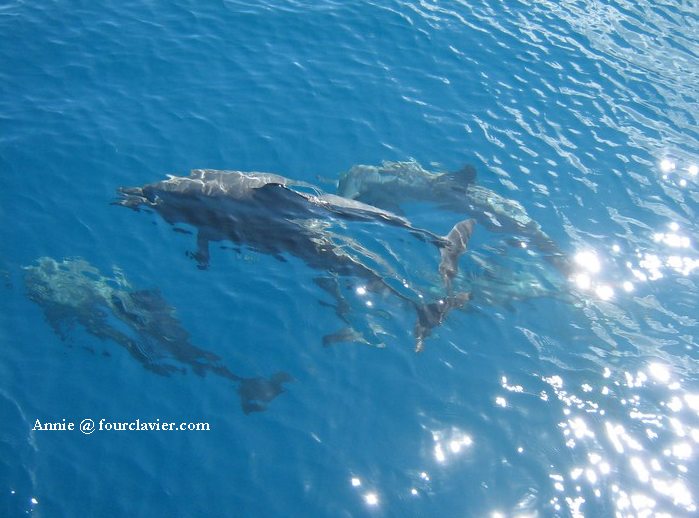 dauphins dans le lagon de Tahaa