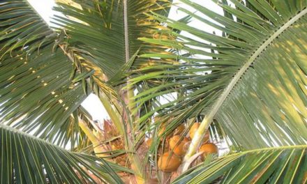 Utiliser des palmes de cocotier pour fabriquer sa maison à Fakarava