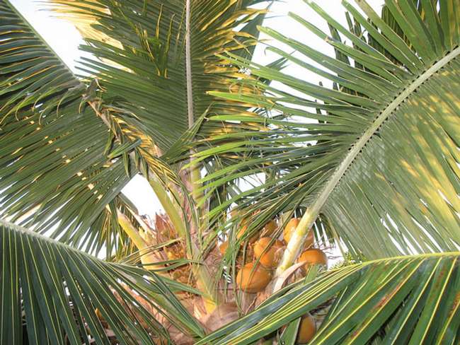 Utiliser des palmes de cocotier pour fabriquer sa maison à Fakarava